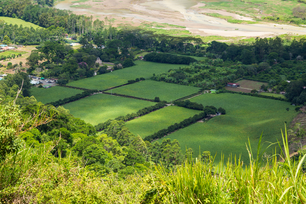 Terras e Imóveis Rurais
